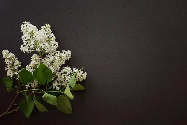 Lila Boeket Van Verse Witte Lentetuin Een Grijze Gestructureerde Achtergrond — Stockfoto