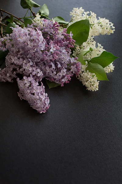 Bouquet Lilas Printemps Jardin Blanc Frais Sur Fond Gris Texturé — Photo