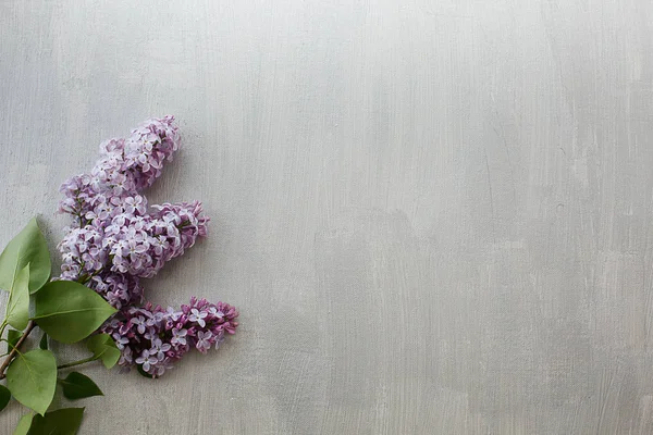 Ramo Color Lila Primavera Jardín Blanco Fresco Sobre Fondo Textura —  Fotos de Stock