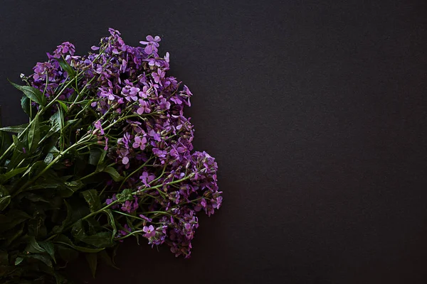 Matthiola Lila Fresca Primavera Aromática Con Hojas Verdes Sobre Fondo —  Fotos de Stock