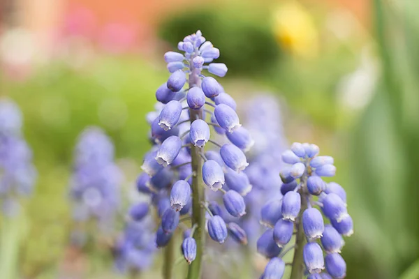 Muscari Primavera Púrpura Bosque Primer Plano Claro —  Fotos de Stock