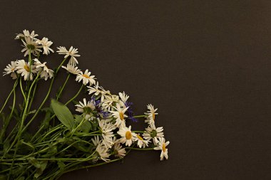 Chamomiles bahar yaz taze ve Peygamber buoyet siyah koyu arka plan kartpostalda