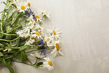 Chamomiles papatya bahar yaz taze ve Peygamber buket gri hafif doku koyu arka plan kart