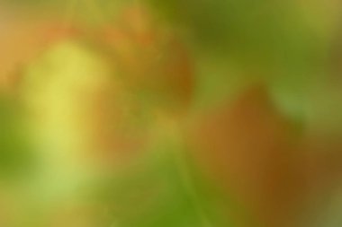 arka plan bahar doku parlak yeşil bulanık kırmızı tonlar ile pürüzsüz