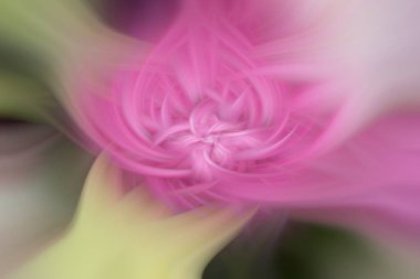 Lotus çiçeği arka plan parlak narin pembe soyut illüstrasyon