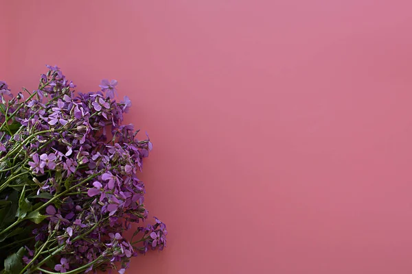 Matthiola Lila Verse Lente Aromatische Met Groene Bladeren Een Roze — Stockfoto