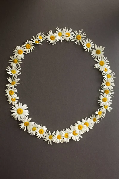 chamomile  daisy spring wreath white with yellow a lot  flower circle on a gray dark textured  backgroun