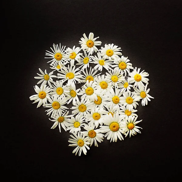 chamomile  daisy spring white with yellow a lot  flower circle on a gray dark textured  background