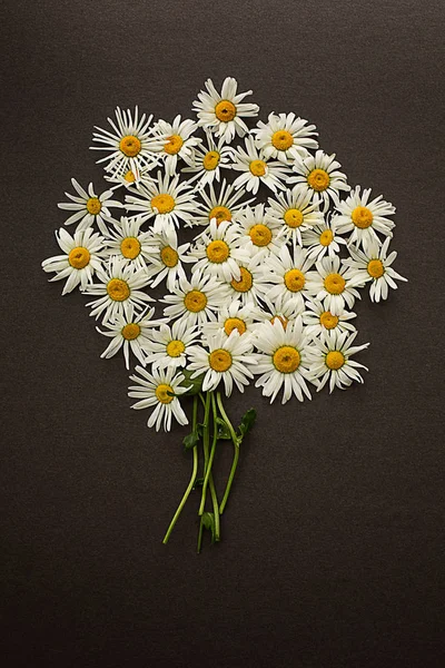 chamomile  daisy spring white with yellow a lot  flower circle on a gray dark textured  background