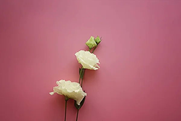 Flores Alstroemeria Branco Delicado Dois Com Botões Backgroun Rosa — Fotografia de Stock