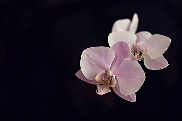 Bright Fresh Natural Pink Flowers Orchid Black Background — Stock Photo, Image