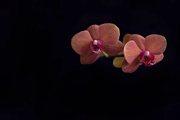 Světlé Svěží Přírodní Oranžové Květy Orchidejí Černém Pozadí — Stock fotografie