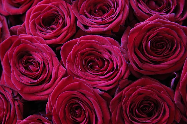 Krásné Pozadí Čerstvé Světlé Růže Červené — Stock fotografie