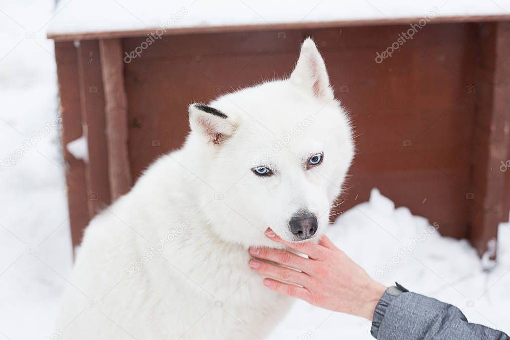 Girl hand to stroke white fluffy affectionate husky dog with blue eyes