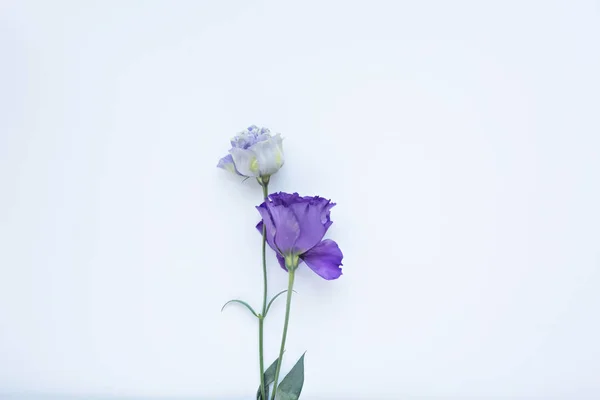 Tenero Fresco Viola Eustoma Uno Sfondo Bianco — Foto Stock