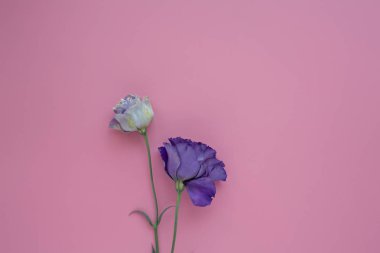 Lila ve beyaz ihale taze eustoma pembe bir arka plan üzerinde birkaç