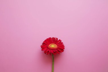 bir parlak taze kırmızı gerbera pembe bir arka plan kesme.