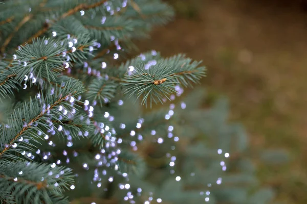 Rama Del Árbol Navidad Naturaleza Fresca Fragante Verde Con Luces — Foto de Stock