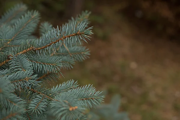 Rama Del Árbol Navidad Naturaleza Fresca Fragante Verde — Foto de Stock