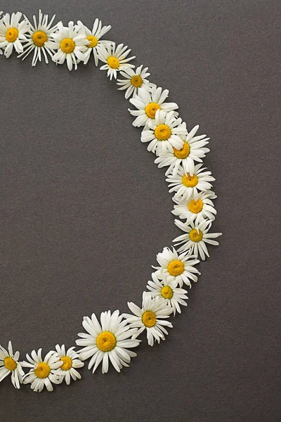 chamomile  daisy spring wreath white with yellow a lot  flower circle on a gray dark textured  backgroun