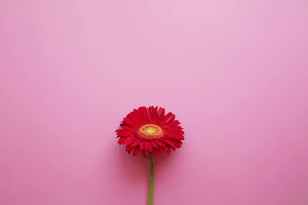 Una Gerbera Corte Rojo Fresco Brillante Sobre Fondo Rosa — Foto de Stock