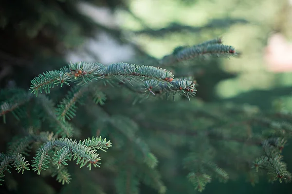 Rama Del Árbol Navidad Naturaleza Fragan Verde Fresco — Foto de Stock