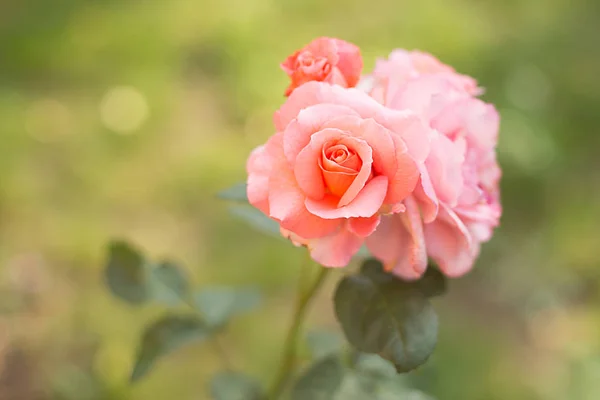 Rosa Jardim Delicado Laranja Pêssego Chá Fresco Verão Fundo Verde — Fotografia de Stock