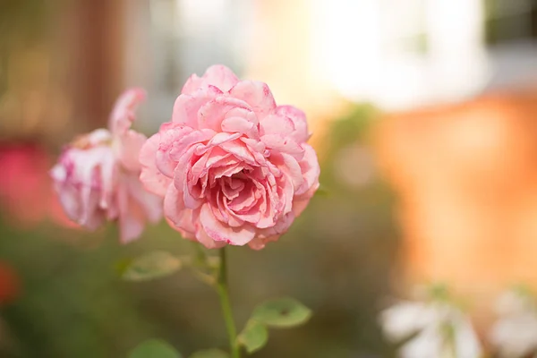Čerstvý Letní Růže Zahradní Delikátní Růžové Broskvový Čaj Zeleném Pozadí — Stock fotografie