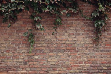 arka plan duvar sonbahar Ivy ile