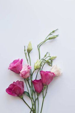 beyaz bir artalan pembe taze Eustoma çiçekler