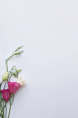 beyaz bir artalan pembe taze Eustoma çiçekler