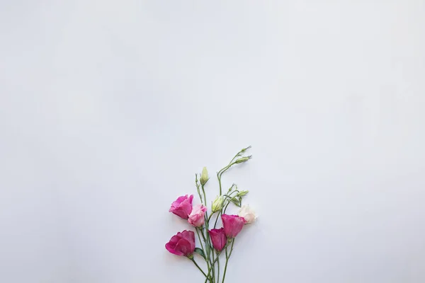 Flores Eustoma Fresco Rosa Backgroun Branco — Fotografia de Stock