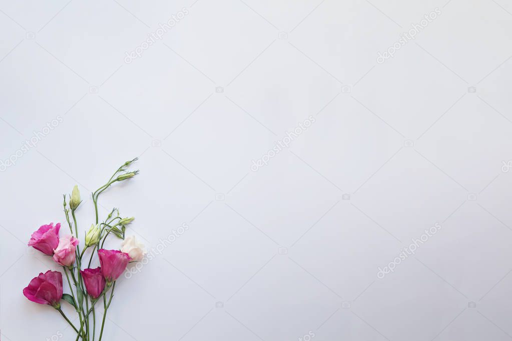 pink fresh eustoma flowers on a white backgroun