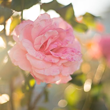 narin pembe taze bahçe yakın parlak nokta ve bokeh su bulanık bir zemin üzerine yükseldi