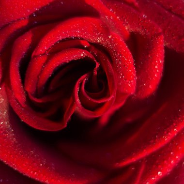 büyük taze gül kırmızı kırmızı makro içinde çiğ damlaları yakın çekim