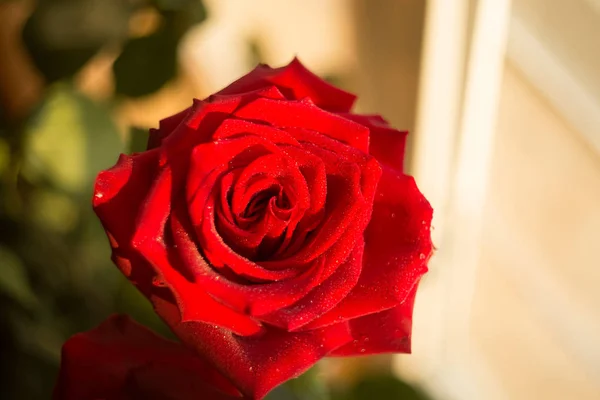 Velké Čerstvé Růže Červené Červené Makro Kapkách Rosy Zblízka — Stock fotografie