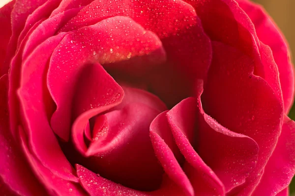 Velké Čerstvé Růže Červené Růžové Makro Kapkách Rosy Blízko — Stock fotografie
