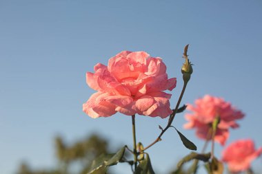 narin pembe taze bahçe yakın bir mavi arka plan bulanık parlak nokta ve böke üzerinde yükseldi