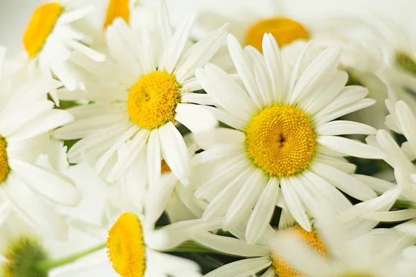 white spring fresh many daisies chamomile closeup in dew drop