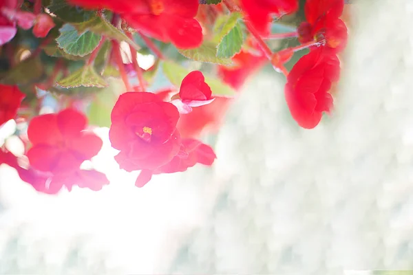 Red flower with green leaves on a white blurred background with highlights in the su