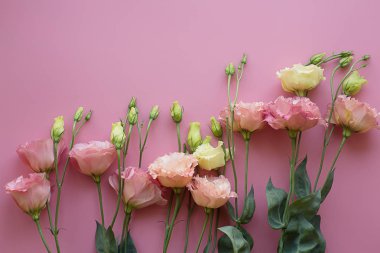 narin parlak taze pembe eustomas hafif pembe adam üzerinde buket