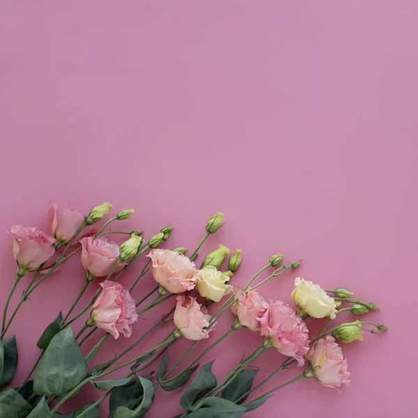 Buquê Delicados Eustomas Rosa Fresco Brilhante Backgroun Rosa Quadrado Claro — Fotografia de Stock