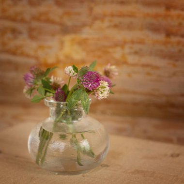 güneşte bir kare ahşap arka planda bir vazo yonca