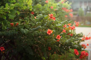 Kampsis güneşte kırmızı turuncu parlak çiçeklenme