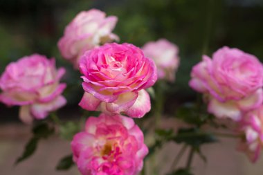 narin pembe bahçe h ile bulanık bir arka planda yakın gül