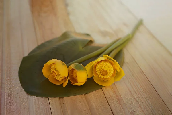 Buquê de lírios de água de lótus amarelo com folha verde em b de madeira — Fotografia de Stock