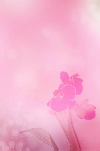 Orquídea rosa no banner de fundo embaçado rosa claro. Espaço de cópia — Fotografia de Stock