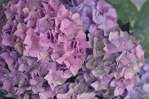 Ömma rosa hortensior. Blommor komposition — Stockfoto