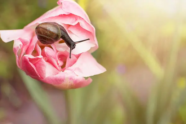 Traveler snail crawling on a tulip in the sun — Stock Photo, Image