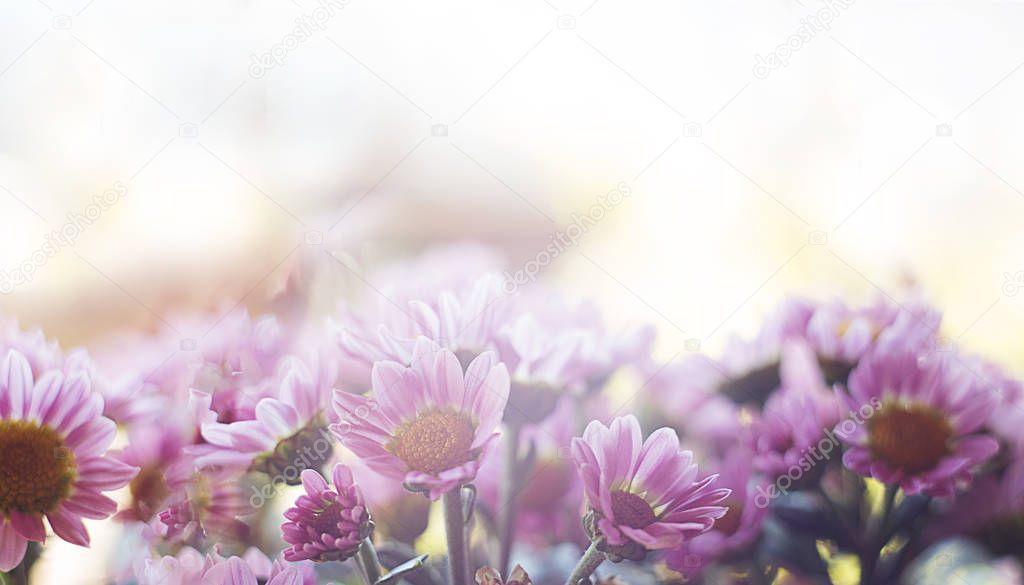 banner spring magic pink flowers close up on a blurred backgroun